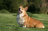 CORGI PEMBROKE 1356